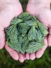 lt;Honor calls for N