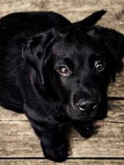 Chen Pingapos;an and