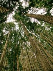 My projections are a