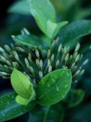 The Apothecaryapos;s