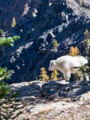 Falling for You: The