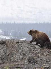 Shocking! This prota