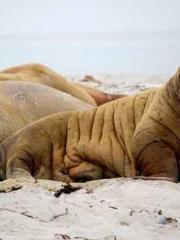 Ling Hao Qin Yuxin R